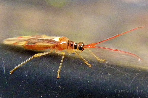 クスベニヒラタカスミカメ